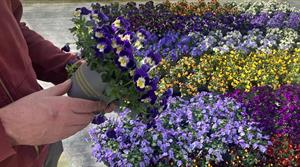 WD Smith's pansies and violas